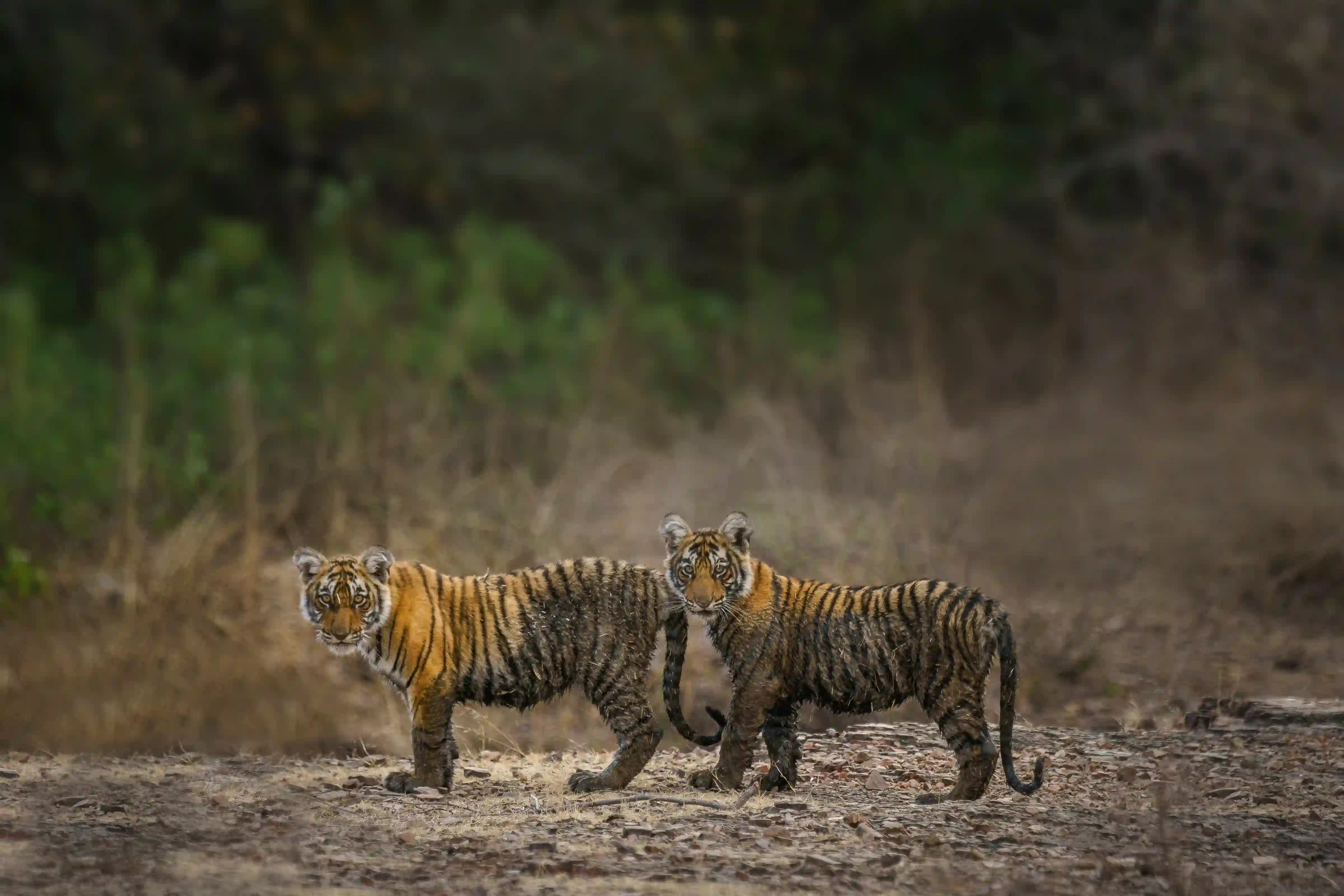 Golden triangle tour with Ranthambore Tiger Safari